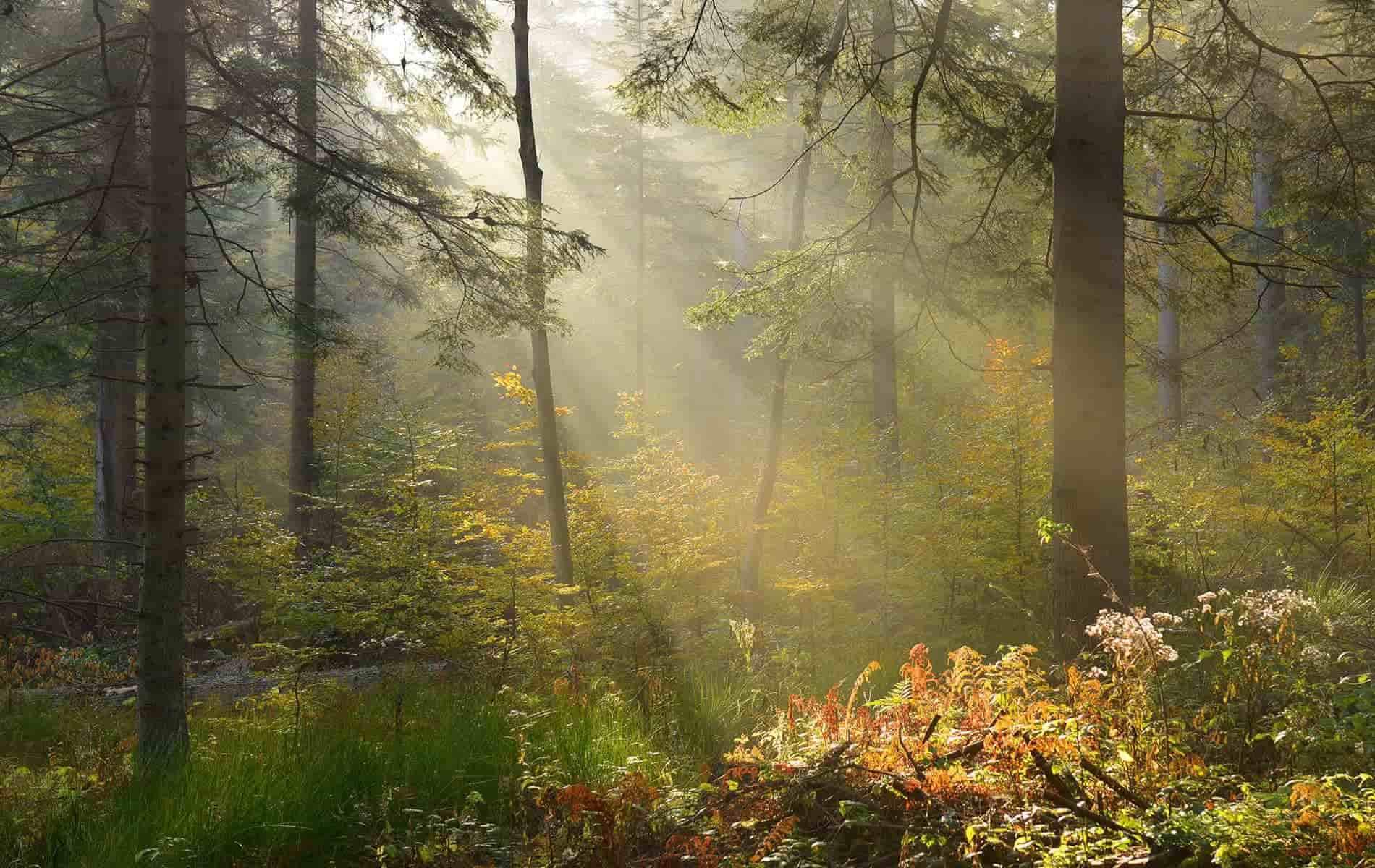 Auszeit im Wald in Bad Dürrheim tut auch deinen Atemwegen gut - Biohacking Bad Dürrheim