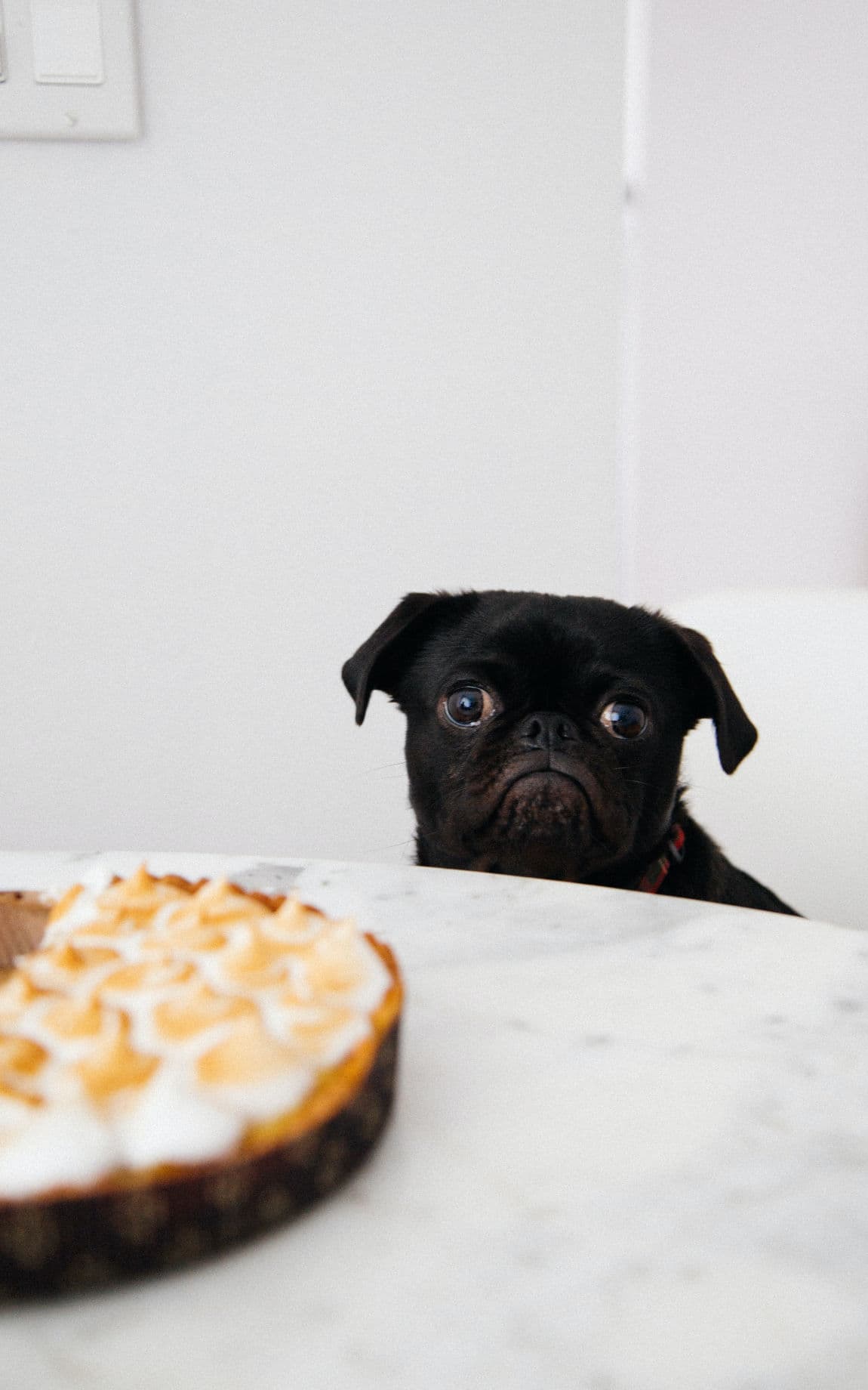 Hund schaut den Kuchen traurig an - Hat Heißhunger