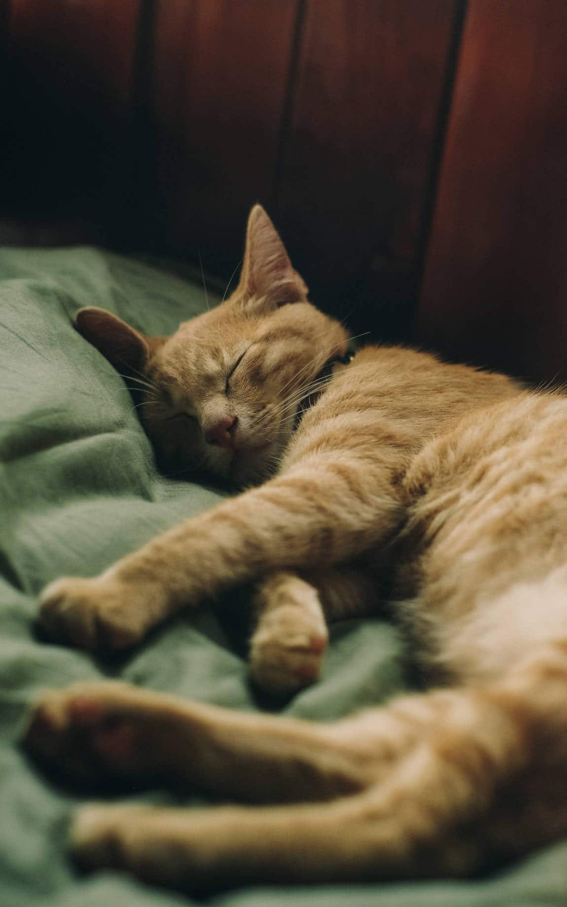 Katze schläft entspannt im Bett