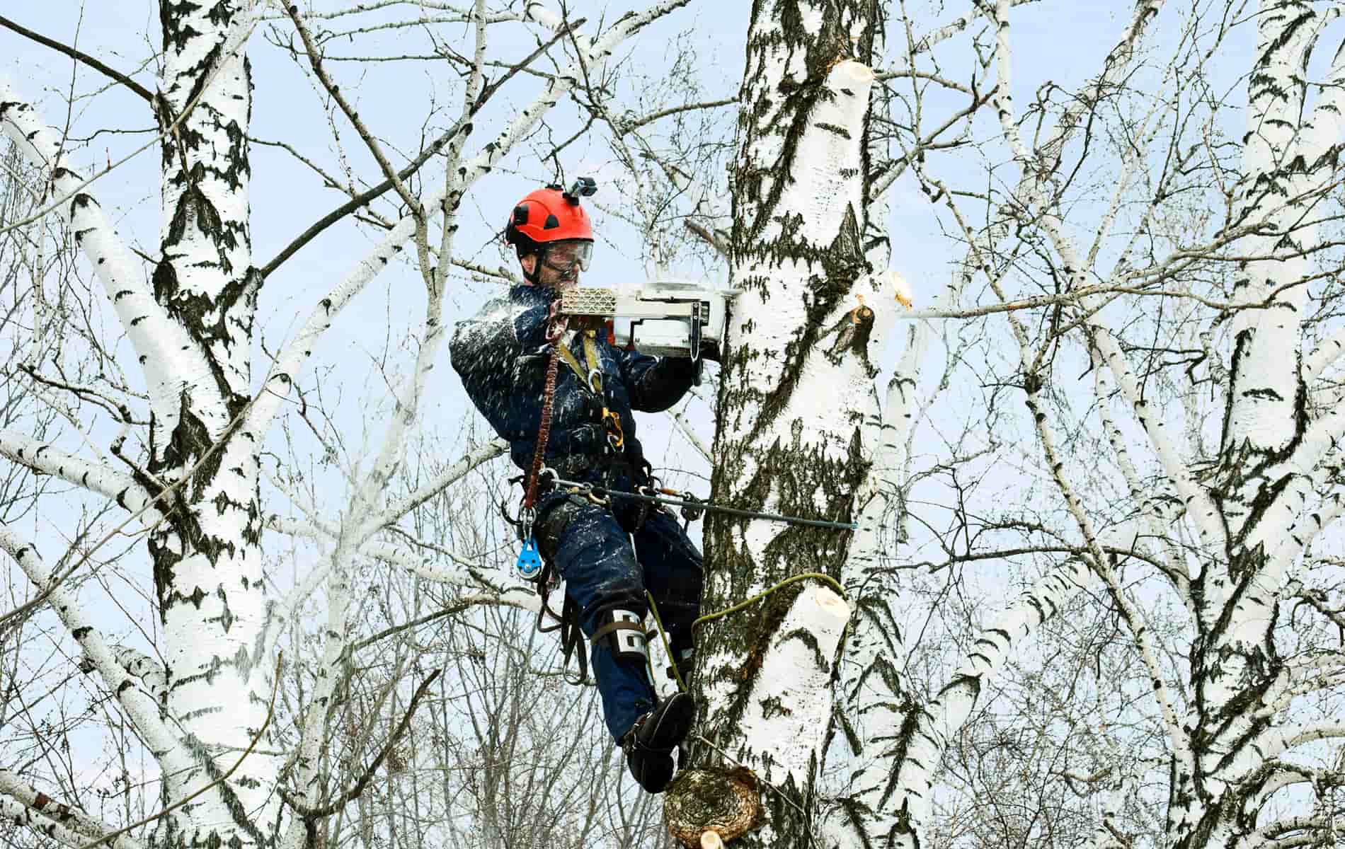 Waldarbeiter mit Motorsäge auf einem Baum