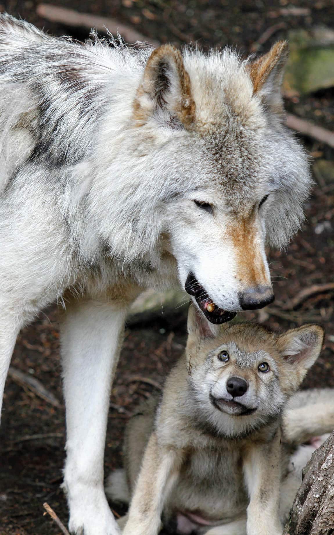 Grauer Wolf mit seinem Jungen - Biohacking