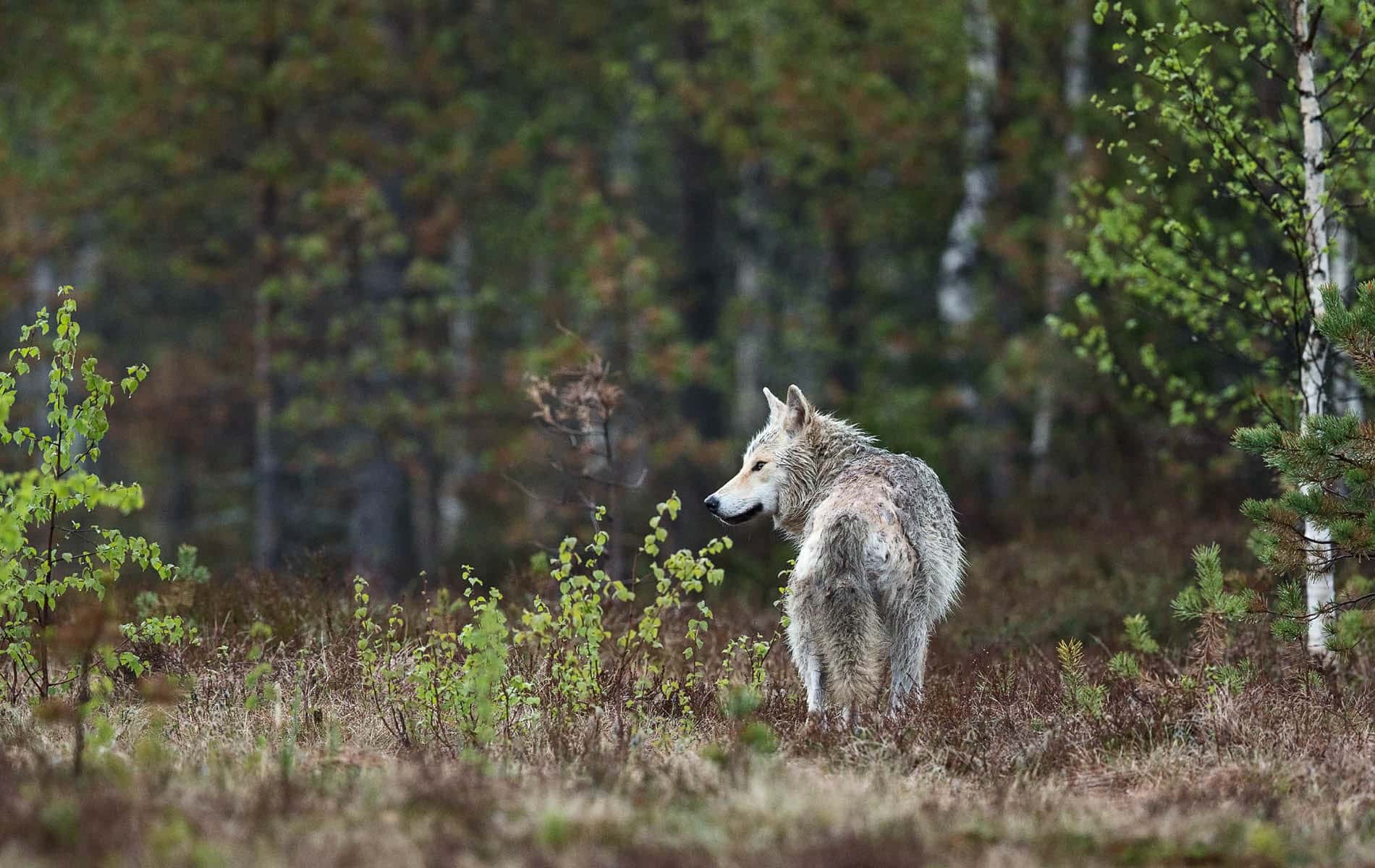 Grauer Wolf steht zwischen Bäumen