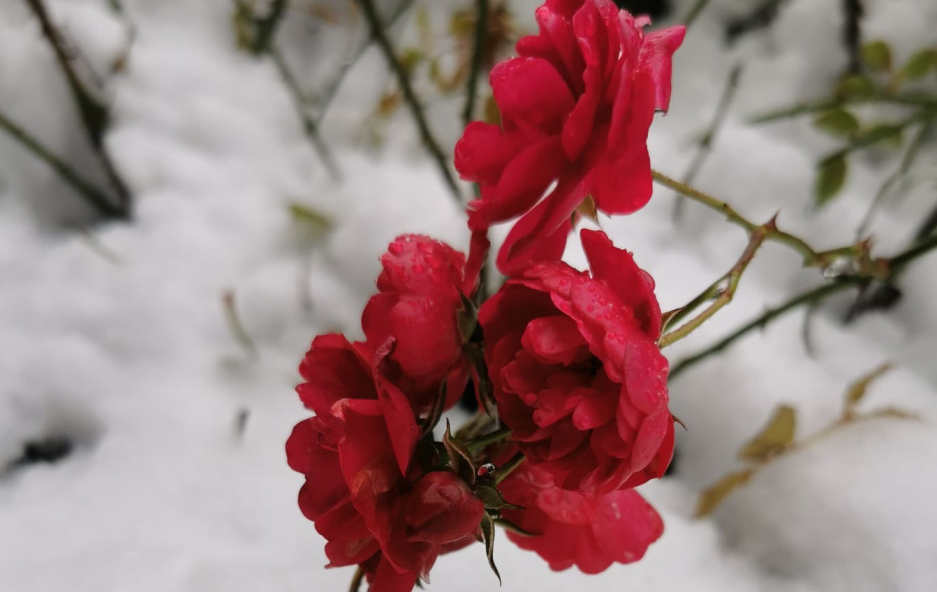 Rote Blumen im Schnee