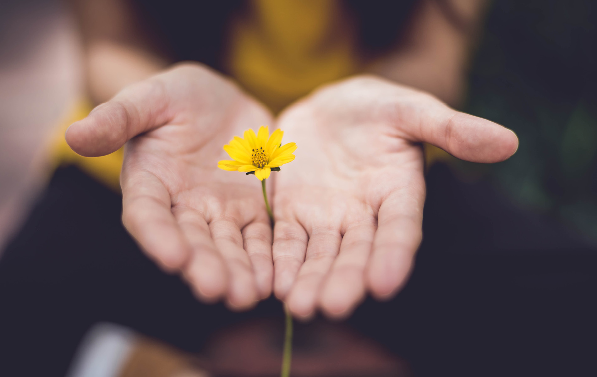 Hände halten gelbe Blume