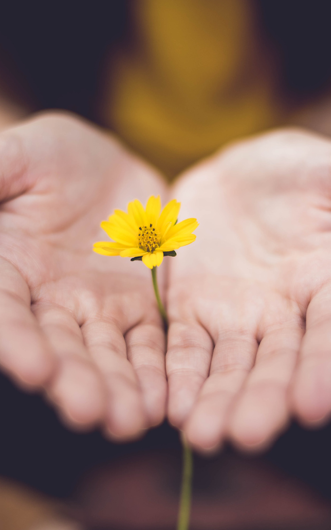 Hände halten kleine gelbe Blume