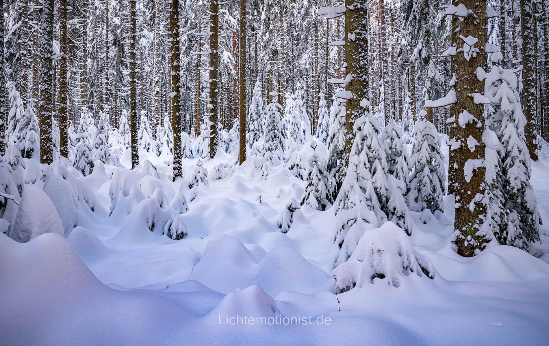 Wald voll mit Schnee | Lichtemotionist