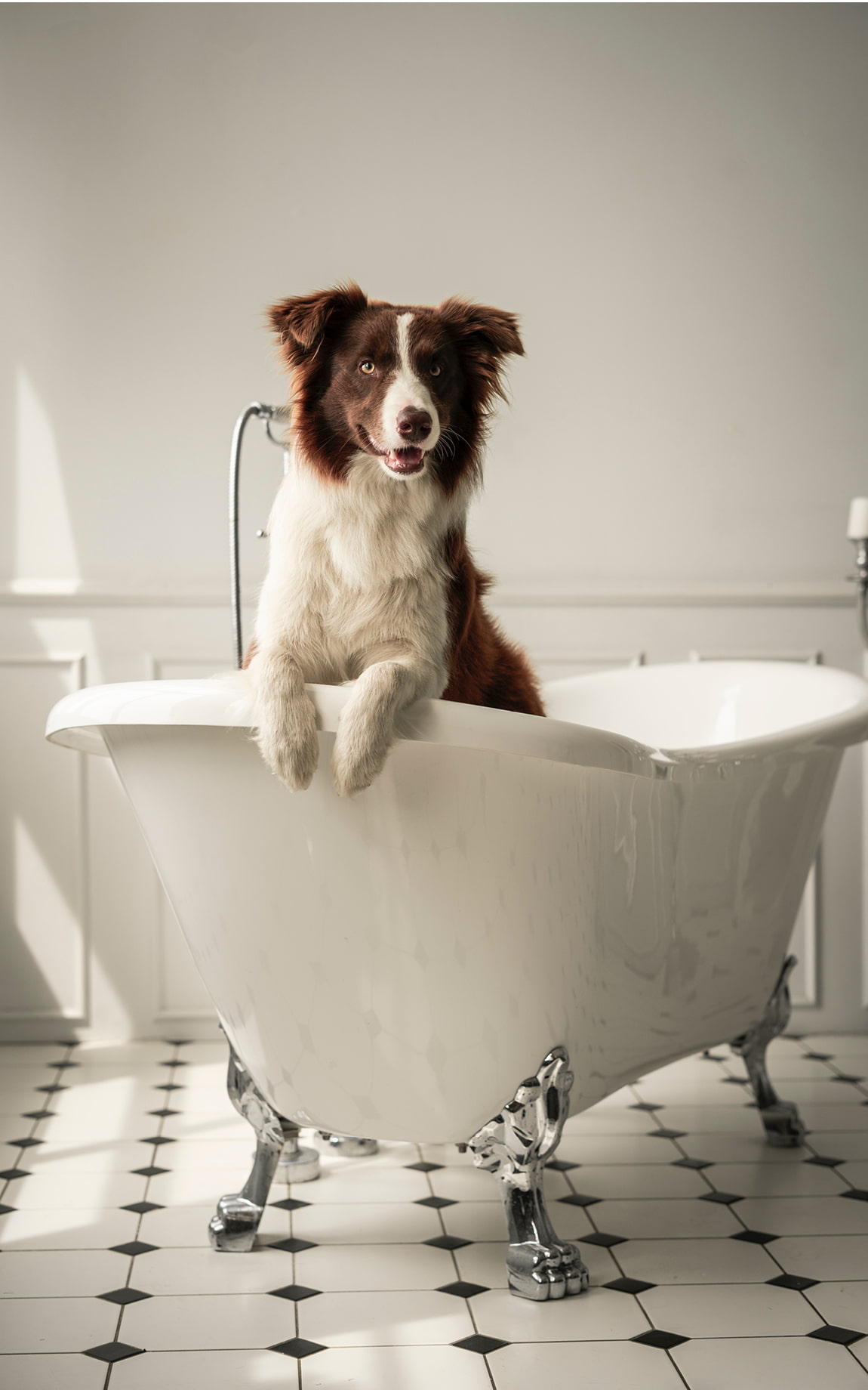 Hund steht in Badewanne mit Pfoten über Badewannenrand
