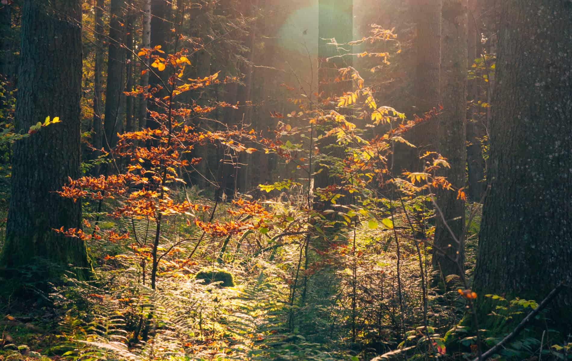 Lichtdurchfluteter Herbstwald mit orangenen Blättern | Biohacking Bad Dürrheim