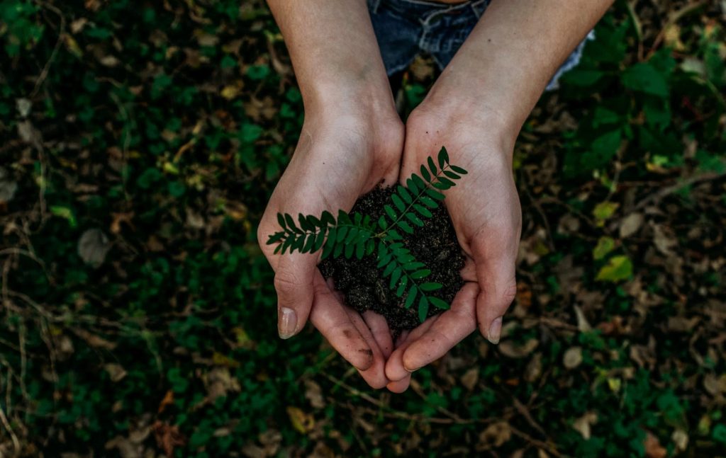 Hand mit Erde & einer Pflanze - hilft beim Erden | Biohacking