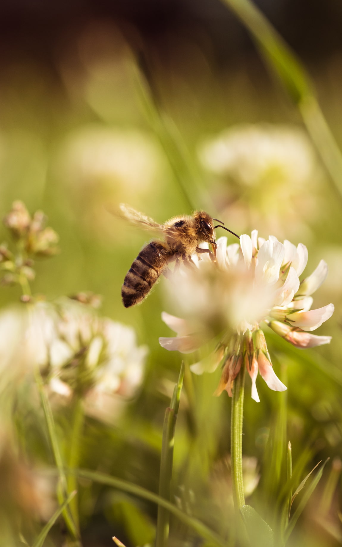Biene sitzt auf Klee | Biohacking BD