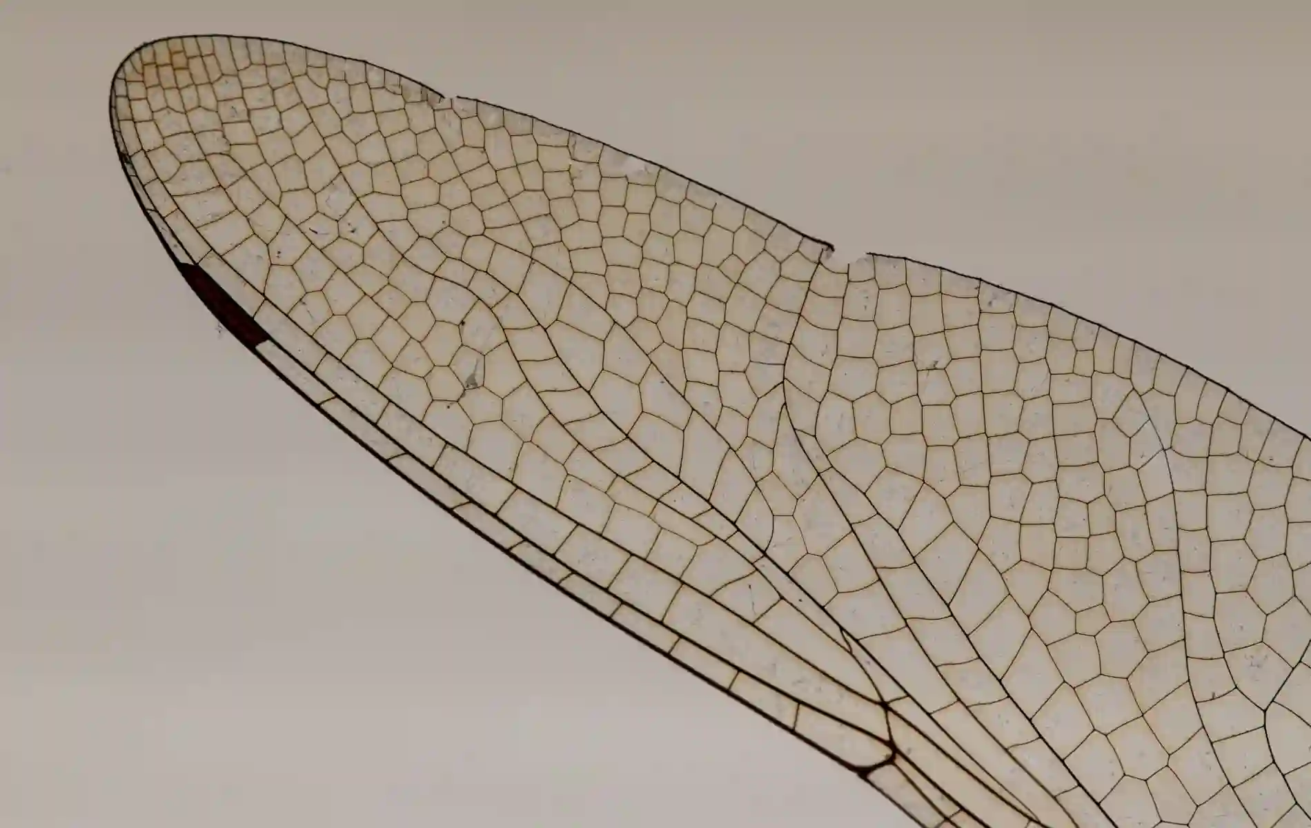 Biohacking Bad Duerrheim