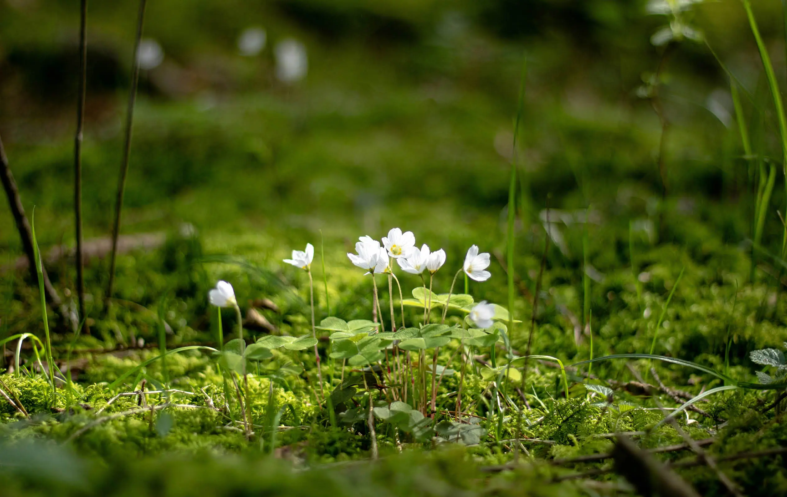 Blumen, wie sie beim Shinrin Yoku entdeckt werden können