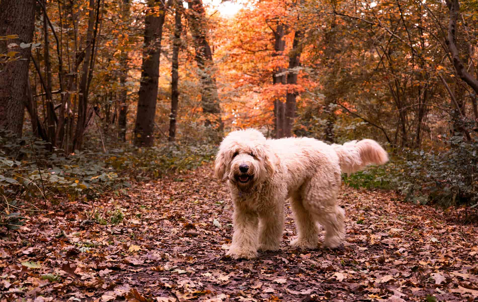 Ein beiger Hund beim Waldbaden auf einem Weg voller Laub