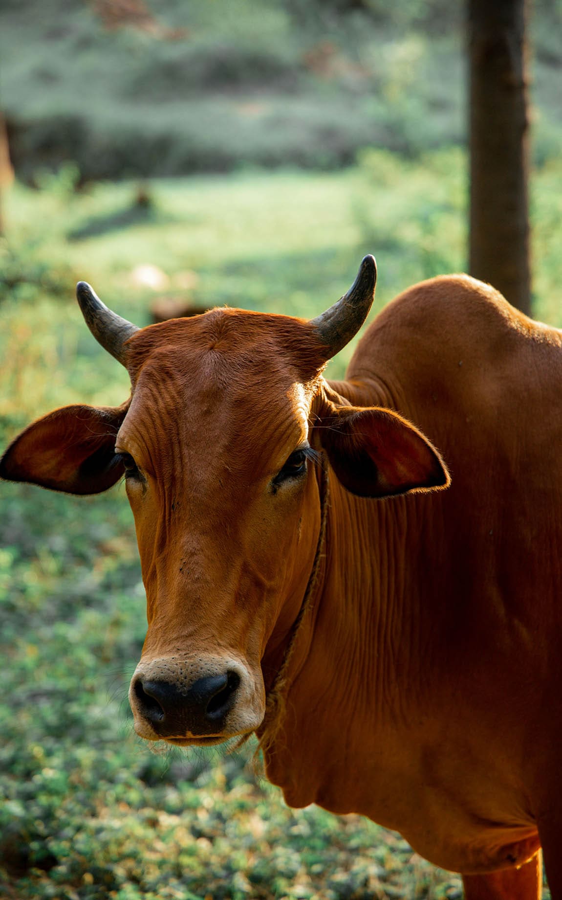 Braunes Rind als Tallow-Lieferant auf grüner Wiese
